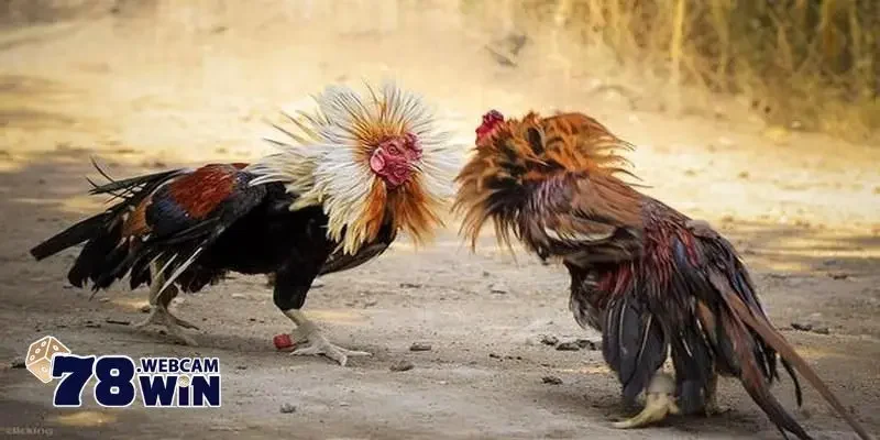 cach nuoi ga da mau sung