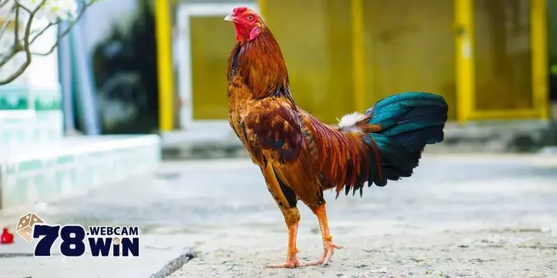Cách Lên Cựa Gà Tre - Hướng Dẫn Chi Tiết Và Lưu Ý Quan Trọng 2 Cựa gà tre là gì?