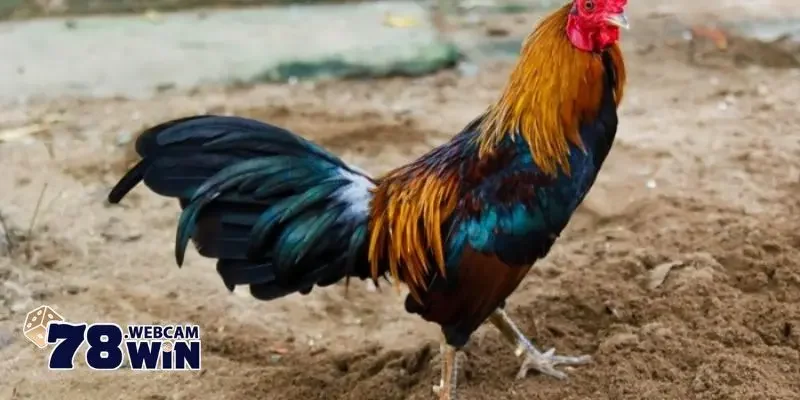Cách Lên Cựa Gà Tre - Hướng Dẫn Chi Tiết Và Lưu Ý Quan Trọng 3 Hướng dẫn cách lên cựa gà tre