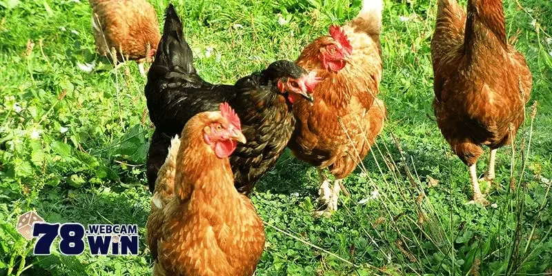 ky thuat nuoi ga tha vuon