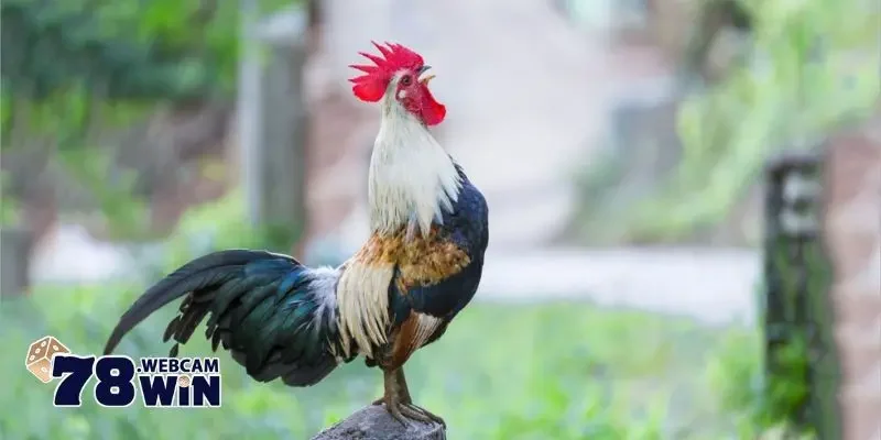 Cách Lên Cựa Gà Tre - Hướng Dẫn Chi Tiết Và Lưu Ý Quan Trọng 4 Lưu ý quan trọng trong cách lên cựa gà tre